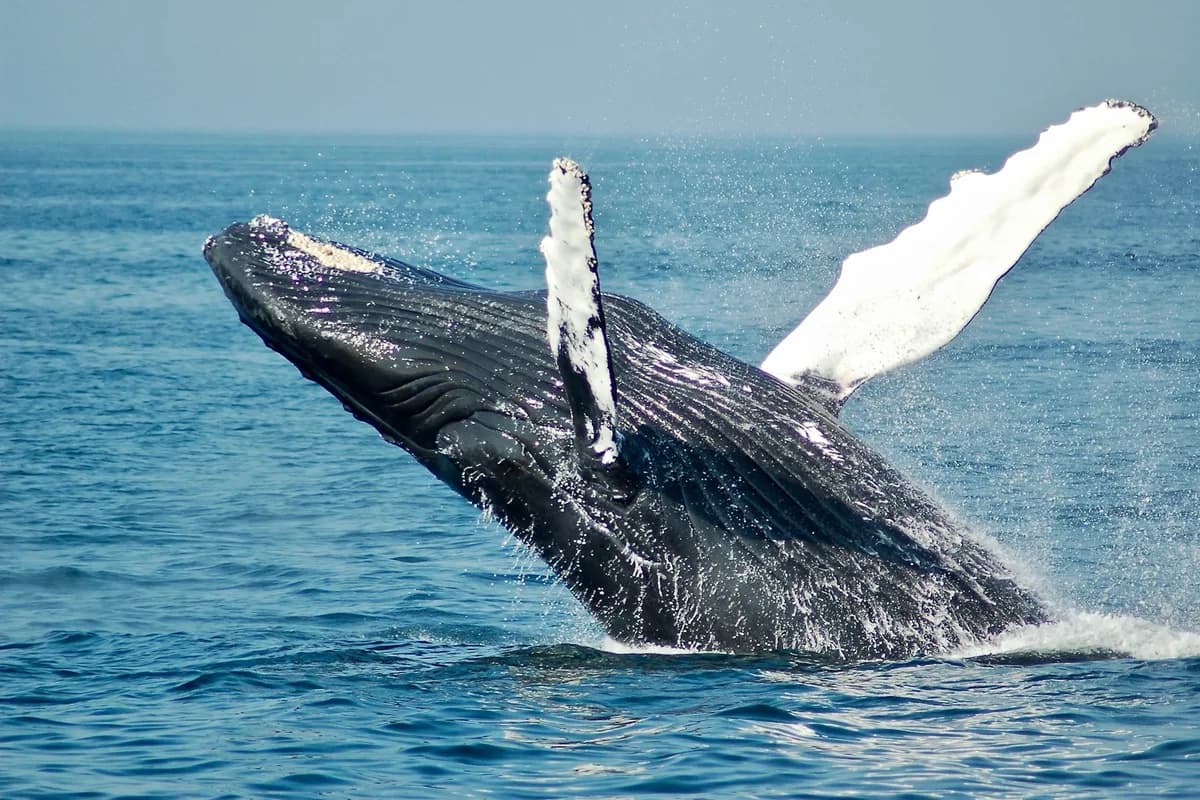 Whale Watching in California
